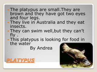 




 The   platypus are small.They are
  brown and they have got two eyes
  and four legs.
 They live in Australia and they eat
  insects.
 They can swim well,but they can’t
  fly .
 This platypus is looking for food in
  the water

             By Andrea

PLATYPUS
 