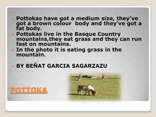 
   Pottokas have got a medium size, they’ve
    got a brown colour body and they’ve got a
    fat body.
   Pottokas live in the Basque Country
    mountains,they eat grass and they can run
    fast on mountains.
   In the photo it is eating grass in the
    mountain.

   BY BEÑAT GARCIA SAGARZAZU



POTTOKA
 