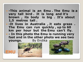    -This animal is an Emu . The Emu is a
    very tall bird . It is long and it’s
    brown , its body is big . It’s about
    1,5 metres tall .
   -It lives in Australia , it eats grass .
    The Emu can run quickly , up to 60
    km per hour but the Emu can’t fly.
   - In this photo the Emu is running very
    fast and in the other photo we see two
    youngs.        By Endika


EMU
 