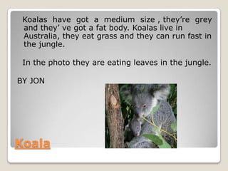 Koalas have got a medium size , they’re grey
 and they’ ve got a fat body. Koalas live in
 Australia, they eat grass and they can run fast in
 the jungle.

 In the photo they are eating leaves in the jungle.

BY JON




Koala
 