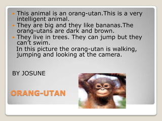  This animal is an orang-utan.This is a very
  intelligent animal.
 They are big and they like bananas.The
  orang-utans are dark and brown.
 They live in trees. They can jump but they
  can’t swim.
  In this picture the orang-utan is walking,
  jumping and looking at the camera.


BY JOSUNE


ORANG-UTAN
 