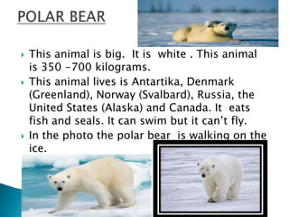 





This animal is big. It is white . This animal
is 350 -700 kilograms.
This animal lives is Antartika, Denmark
(Greenland), Norway (Svalbard), Russia, the
United States (Alaska) and Canada. It eats
fish and seals. It can swim but it can’t fly.
In the photo the polar bear is walking on the
ice.

 
