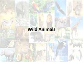 Wild Animals

 