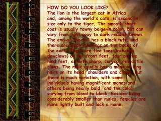 HOW DO YOU LOOK LIKE?
The lion is the largest cat in Africa
and, among the world's cats, is second in
size only to the tiger. The smooth short
coat is usually tawny beige in color, but can
vary from light gray to dark reddish brown.
The end of the tail has a black tuft, and
there are black markings on the backs of
the ears. There are five toes (including
dewclaws) on the front feet, four on the
hind feet, all with sharp, curved, retractile
claws. The male usually has a mane of long
hairs on its head, shoulders and chest, but
there is much variation, with some
individuals having magnificent manes and
others being nearly bald, and the color
varying from blond to black. Besides being
considerably smaller than males, females are
more lightly built and lack a mane.
 