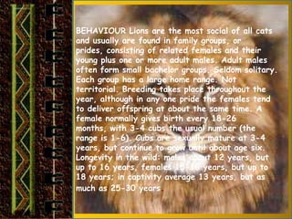 BEHAVIOUR Lions are the most social of all cats
and usually are found in family groups, or
prides, consisting of related females and their
young plus one or more adult males. Adult males
often form small bachelor groups. Seldom solitary.
Each group has a large home range. Not
territorial. Breeding takes place throughout the
year, although in any one pride the females tend
to deliver offspring at about the same time. A
female normally gives birth every 18-26
months, with 3-4 cubs the usual number (the
range is 1-6). Cubs are sexually mature at 3-4
years, but continue to grow until about age six.
Longevity in the wild: males about 12 years, but
up to 16 years, females 15-16 years, but up to
18 years; in captivity average 13 years, but as
much as 25-30 years.
 