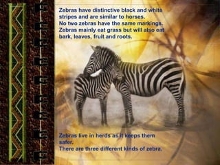 Zebras have distinctive black and white
stripes and are similar to horses.
No two zebras have the same markings.
Zebras mainly eat grass but will also eat
bark, leaves, fruit and roots.
Zebras live in herds as it keeps them
safer.
There are three different kinds of zebra.
 