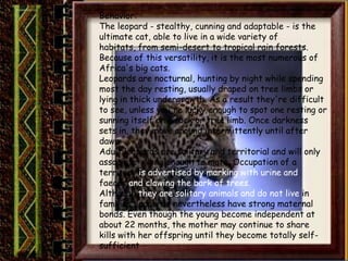 Behavior:
The leopard - stealthy, cunning and adaptable - is the
ultimate cat, able to live in a wide variety of
habitats, from semi-desert to tropical rain forests.
Because of this versatility, it is the most numerous of
Africa's big cats.
Leopards are nocturnal, hunting by night while spending
most the day resting, usually draped on tree limbs or
lying in thick undergrowth. As a result they're difficult
to see, unless you're lucky enough to spot one resting or
sunning itself on a rock or tree limb. Once darkness
sets in, they move around intermittently until after
dawn.
Adult leopards are solitary and territorial and will only
associate long enough to mate. Occupation of a
territory is advertised by marking with urine and
faeces and clawing the bark of trees.
Although they are solitary animals and do not live in
families, leopards nevertheless have strong maternal
bonds. Even though the young become independent at
about 22 months, the mother may continue to share
kills with her offspring until they become totally self-
sufficient
 