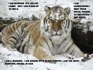 I AM A MAMMAL i AM ORANGE WITH BLACK STRIPES .i AM THE MOST
BEAUTIFUL ANIMAL IN ASIA
I AM BETWEEN 270-310 CM.
LARGE AND I CAN WEIGH UP
TO 180 K.
I AM
CARNIVOROUS I
HUNT FROM
ROYAL PEACOK
TO BUFFALOES
AND DEERS
 