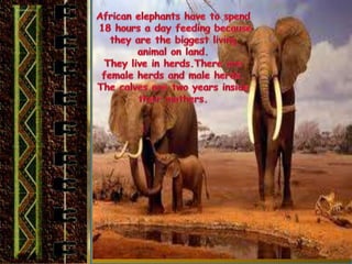 THE
ELEPHANT
African elephants have bigger ears than
Asian elephants.
An adult elephant has a trunk that can be
two metres long!
Elephants can drink around 7.5 litres of
water in one go.
They use their trunks to pick up food, keep
them cool, move things around and to hug.
They like to eat fruit, bark, roots grass and
leaves.
 