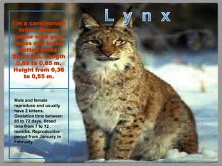 I´m a carnivorous
feline. Brown
colour with grey
tones and black
dotted sides.
Short tail. Length
0,69 to 0,85 m.
Height from 0,36
to 0,55 m.
Male and female
reproduce and usually
have 2 kittens.
Gestation time between
65 to 72 days. Breed
time from 7 to 12
months. Reproductive
period from January to
February.
 