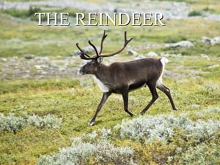 THE REINDEER
 