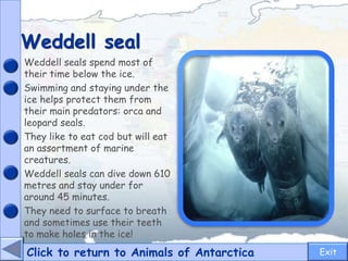 Weddell seal
Click to return to Animals of Antarctica
Weddell seals spend most of
their time below the ice.
Swimming and staying under the
ice helps protect them from
their main predators: orca and
leopard seals.
They like to eat cod but will eat
an assortment of marine
creatures.
Weddell seals can dive down 610
metres and stay under for
around 45 minutes.
They need to surface to breath
and sometimes use their teeth
to make holes in the ice!
Exit
 