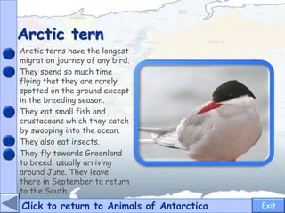 Arctic tern
Click to return to Animals of Antarctica
Arctic terns have the longest
migration journey of any bird.
They spend so much time
flying that they are rarely
spotted on the ground except
in the breeding season.
They eat small fish and
crustaceans which they catch
by swooping into the ocean.
They also eat insects.
They fly towards Greenland
to breed, usually arriving
around June. They leave
there in September to return
to the South.
Exit
 