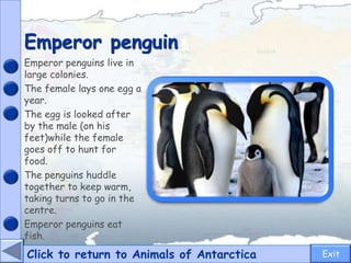 Emperor penguin
Click to return to Animals of Antarctica
Emperor penguins live in
large colonies.
The female lays one egg a
year.
The egg is looked after
by the male (on his
feet)while the female
goes off to hunt for
food.
The penguins huddle
together to keep warm,
taking turns to go in the
centre.
Emperor penguins eat
fish.
Exit
 