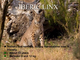 IBERIC LINX
 Solitary and nomade, during reproductive time is
friendly.
 : About 13 years.
 : Between 9 and 12 kg.
 