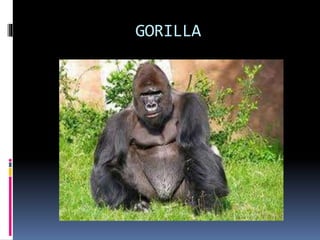 GORILLA
 