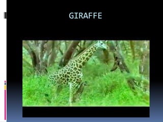 GIRAFFE
 