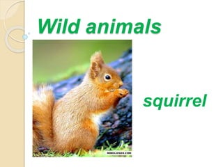 Wild animals 
squirrel 
 