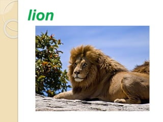 lion