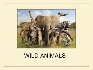 WILD ANIMALS
 