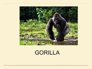 GORILLA
 