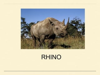 RHINO
 