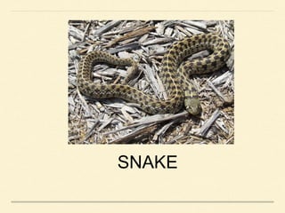 SNAKE
 
