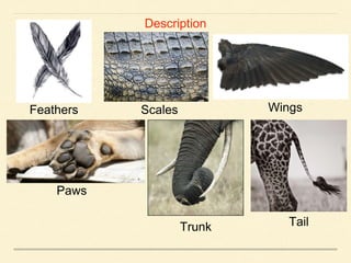 Description
Feathers Scales Wings
Paws
Trunk Tail
 