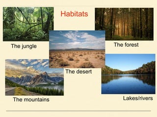 Habitats
The jungle The forest
The mountains Lakes/rivers
The desert
 