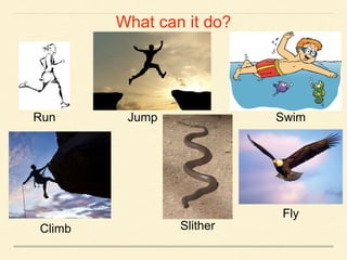 What can it do?
Run Jump Swim
Climb Slither
Fly
 