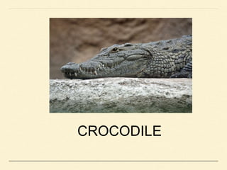 CROCODILE
 