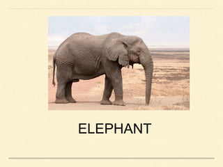 ELEPHANT
 