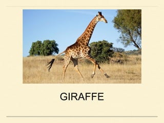 GIRAFFE
 