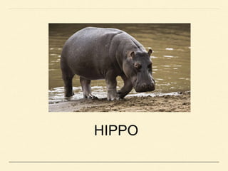 HIPPO
 