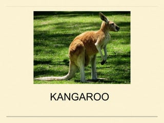 KANGAROO
 