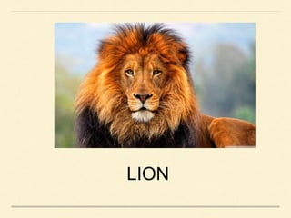 LION
 