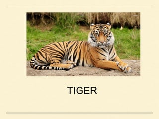 TIGER
 
