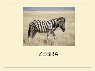 ZEBRA
 