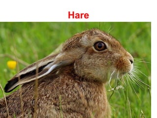 Hare
 