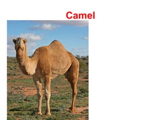 Camel
 