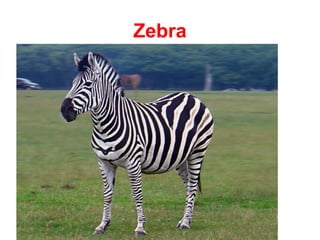 Zebra
 