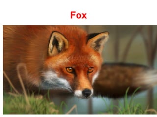 Fox
 
