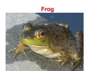 Frog
 