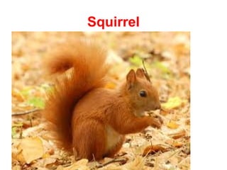 Squirrel
 