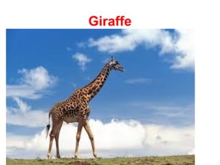 Giraffe
 