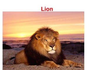 Lion
 