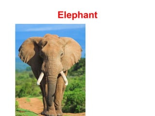 Elephant
 