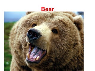 Bear
 