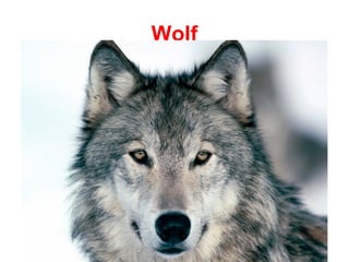 Wolf
 