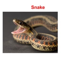 Snake
 